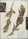 Foto von Salix lucida Muhl.